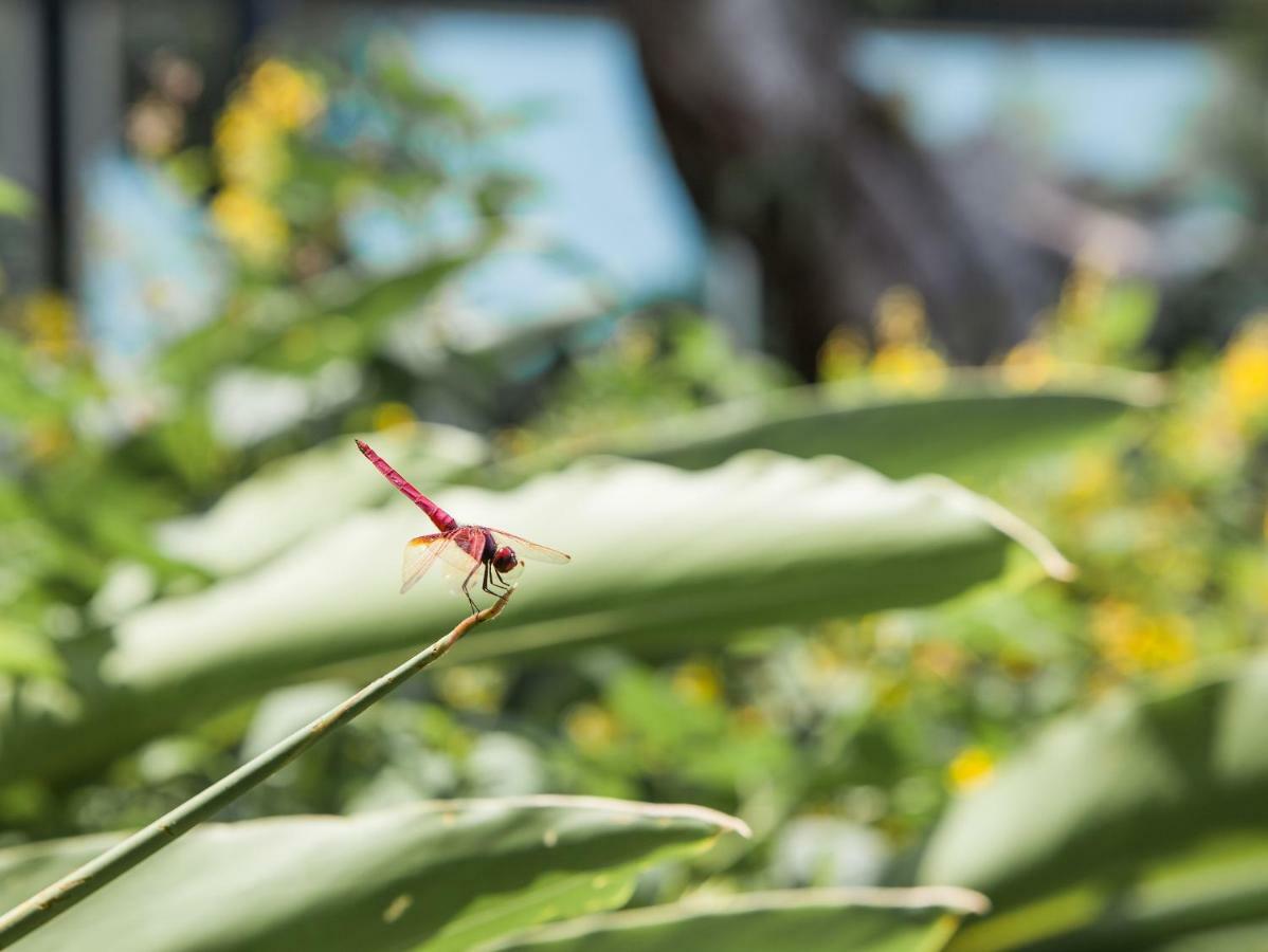フレッシュフィールズ ホテル 台中市 エクステリア 写真 Dragonfly at the Butterfly House